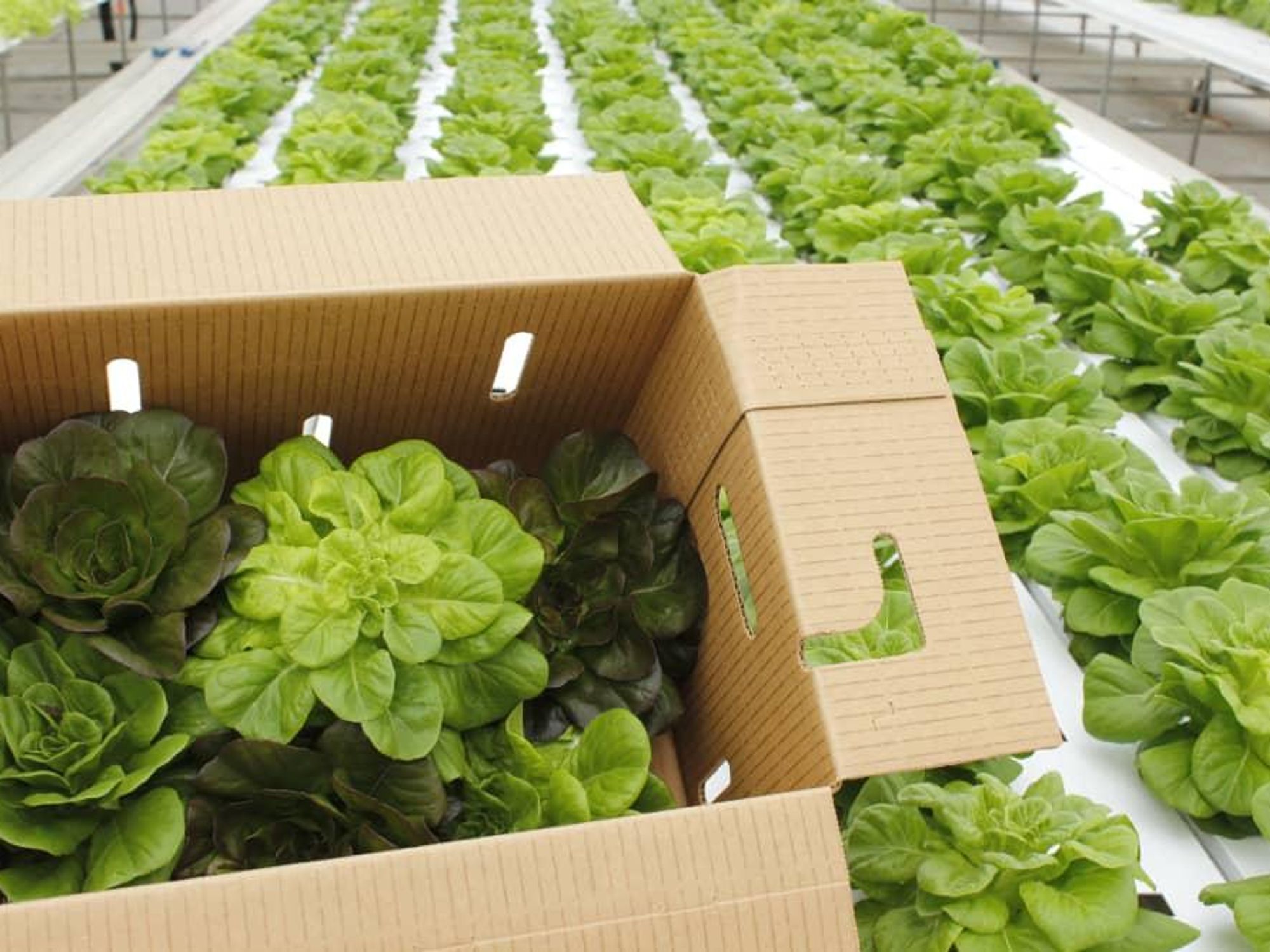 Moonflower Farms butter lettuce box