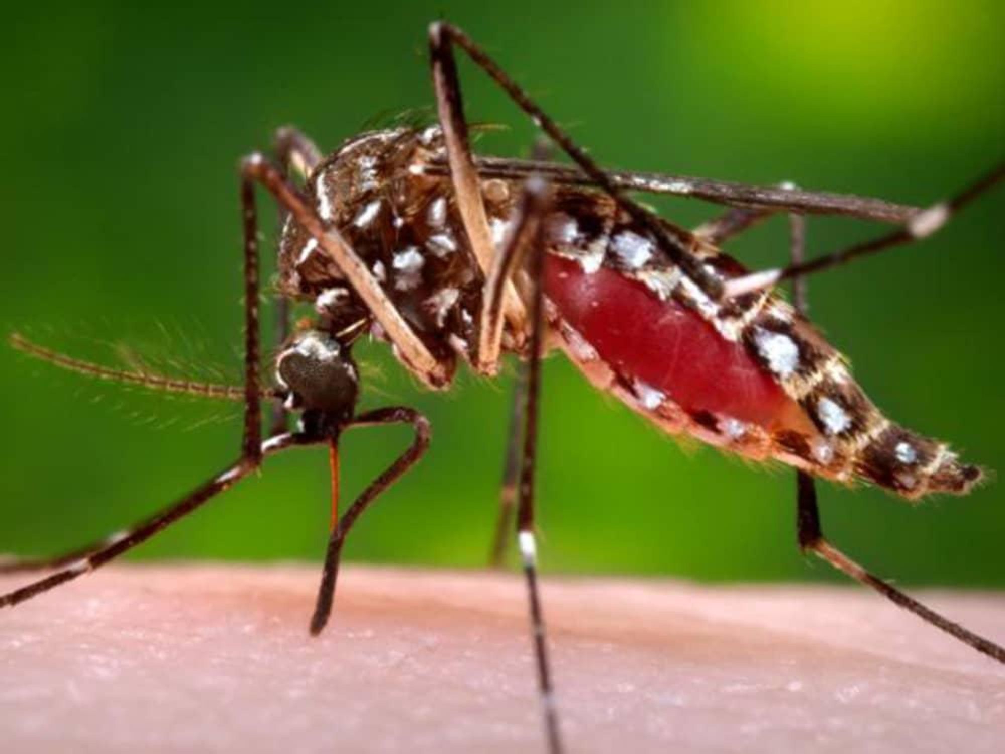 Mosquito that carries chikungunya virus