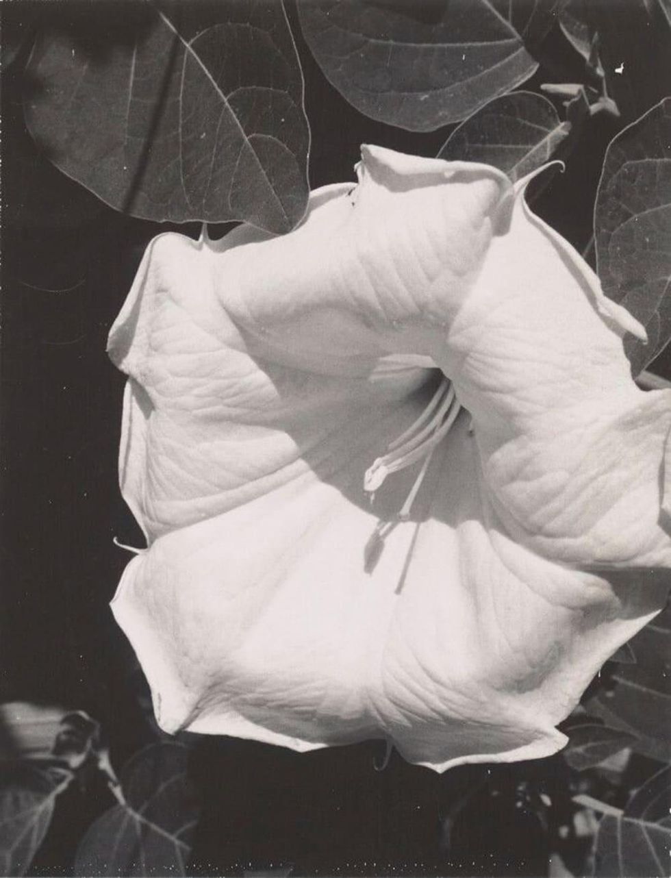 Museum of Fine Arts, Houston presents "Georgia O\u2019Keeffe, Photographer"