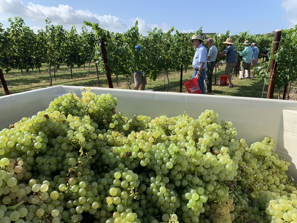Narrow Path Winery grape harvest in Fredericksburg