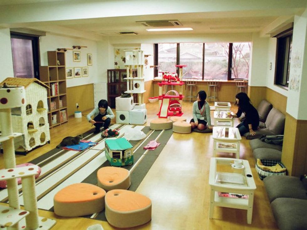 Nekokaigi_cat cafe_Kyoto Japan_2010