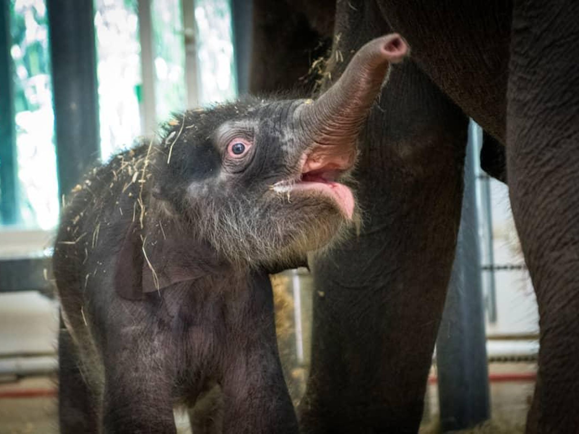 Nelson baby elephant Houston Zoo