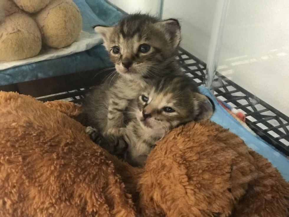 Neonatal kitten nursery