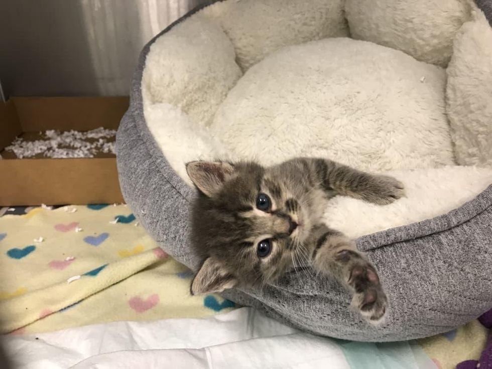 Neonatal kitten nursery