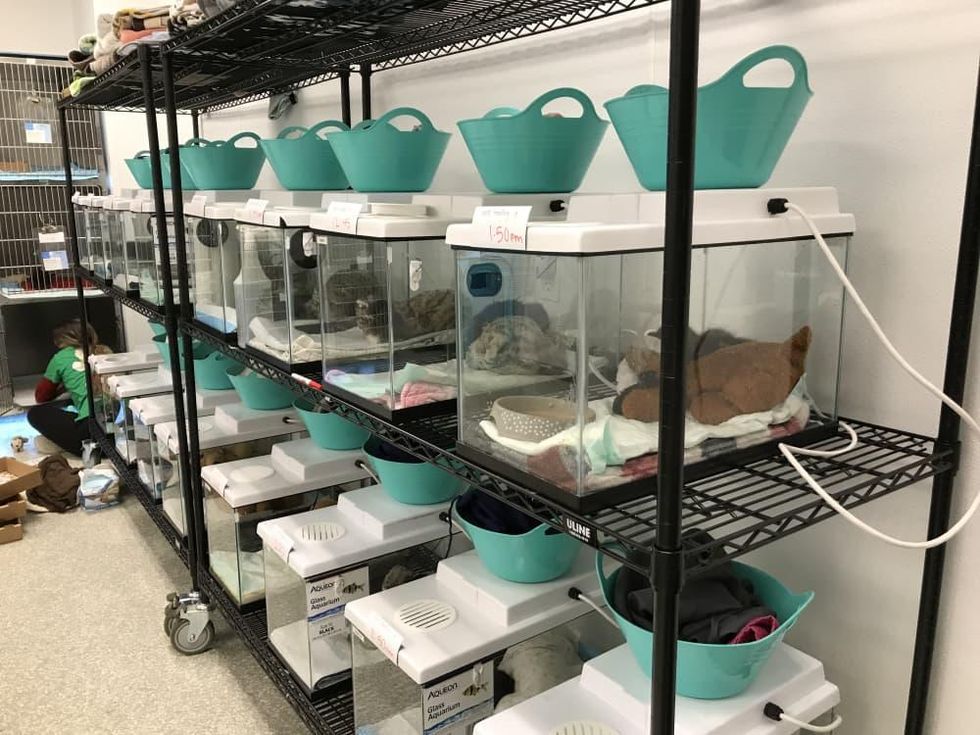 Neonatal kitten nursery