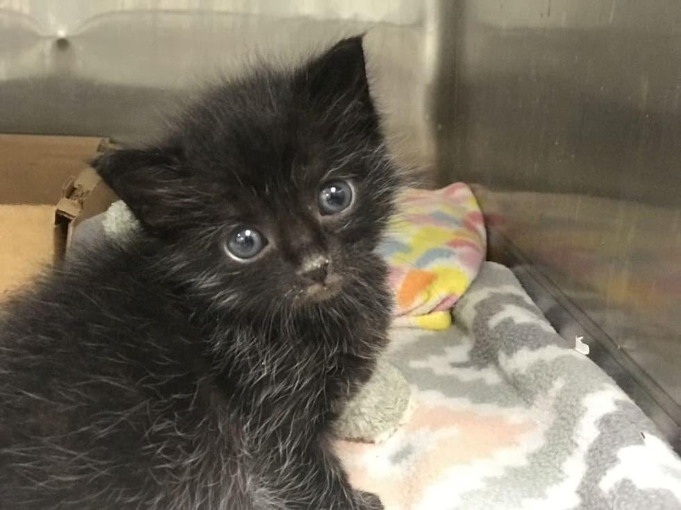 Peek in on the Houston SPCA's kitten nursery this weekend - CultureMap ...