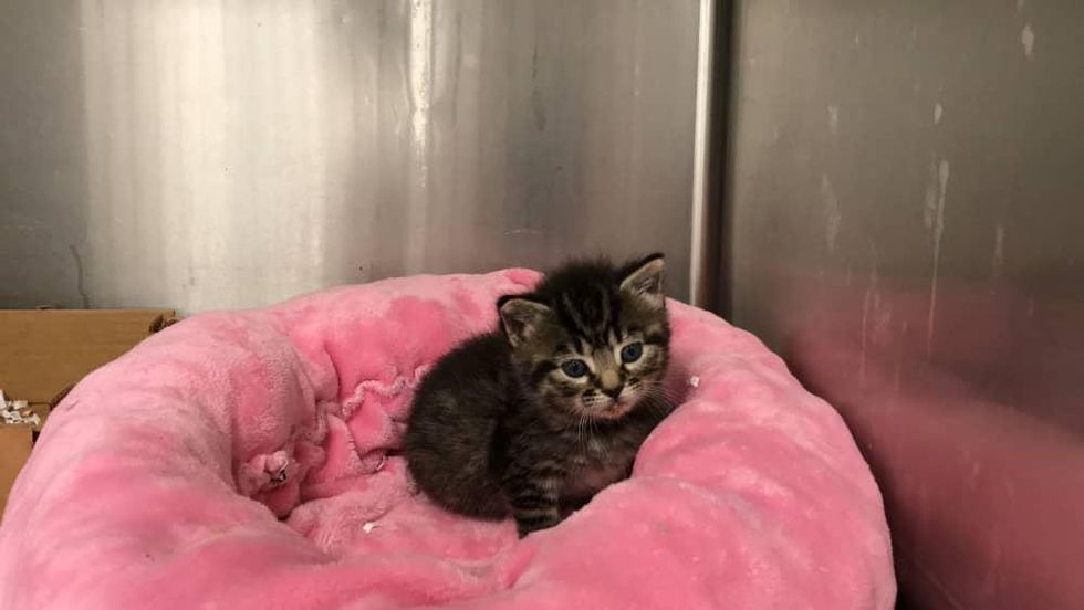 Neonatal kitten nursery