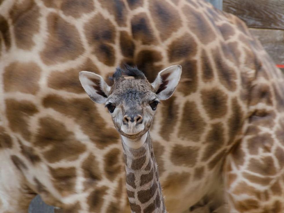 New baby giraffe at Houston Zoo