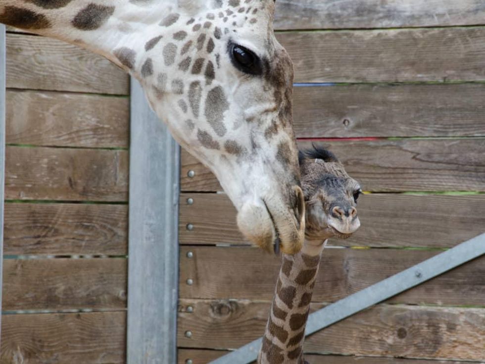 New baby giraffe at Houston Zoo