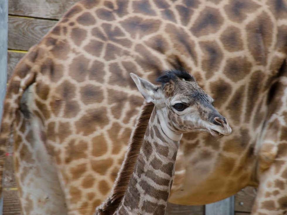 New baby giraffe at Houston Zoo