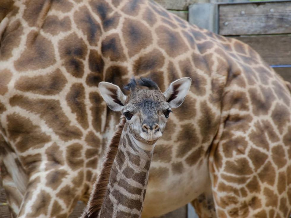 New baby giraffe at Houston Zoo