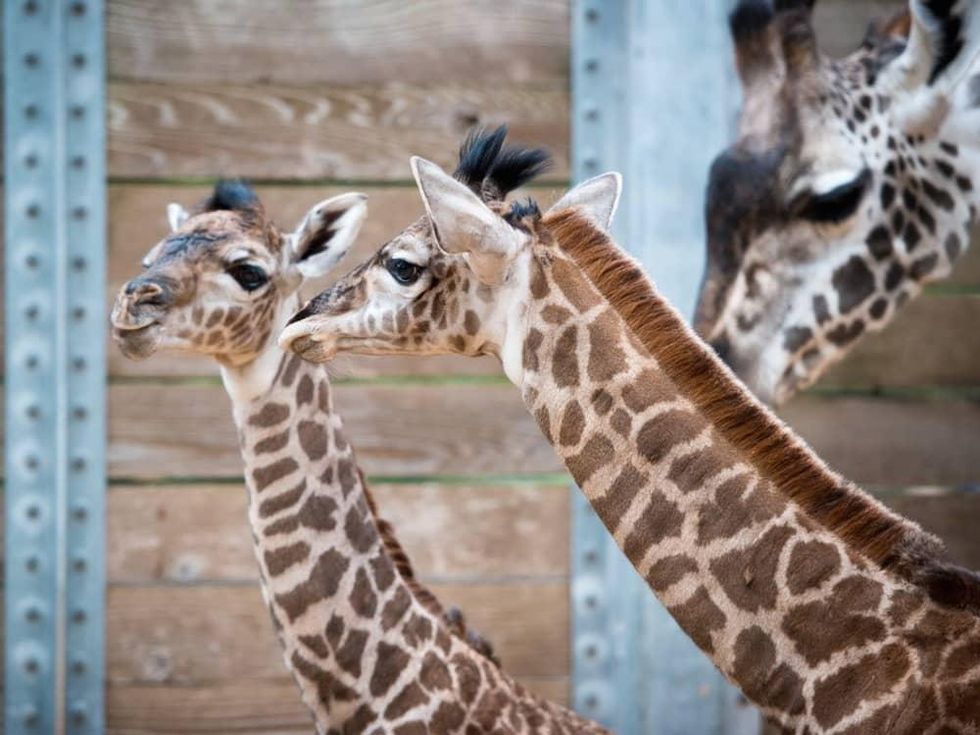 New baby giraffes at Houston Zoo