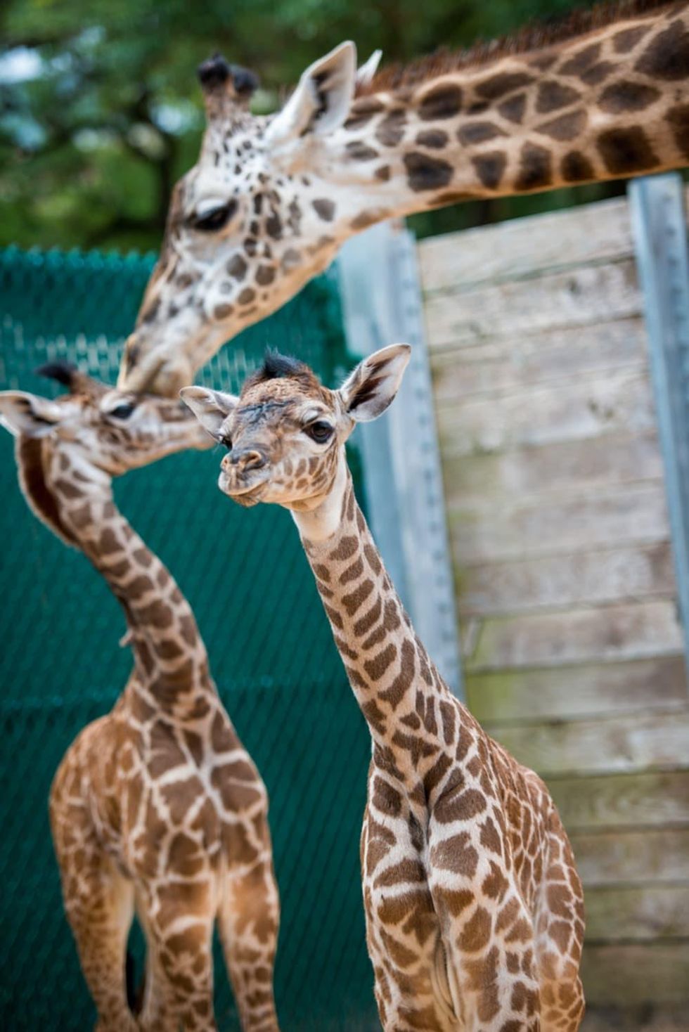 New baby giraffes at Houston Zoo