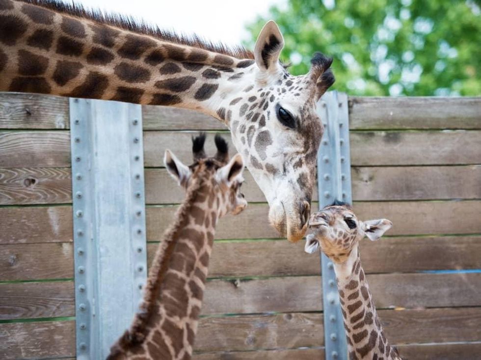 New baby giraffes at Houston Zoo