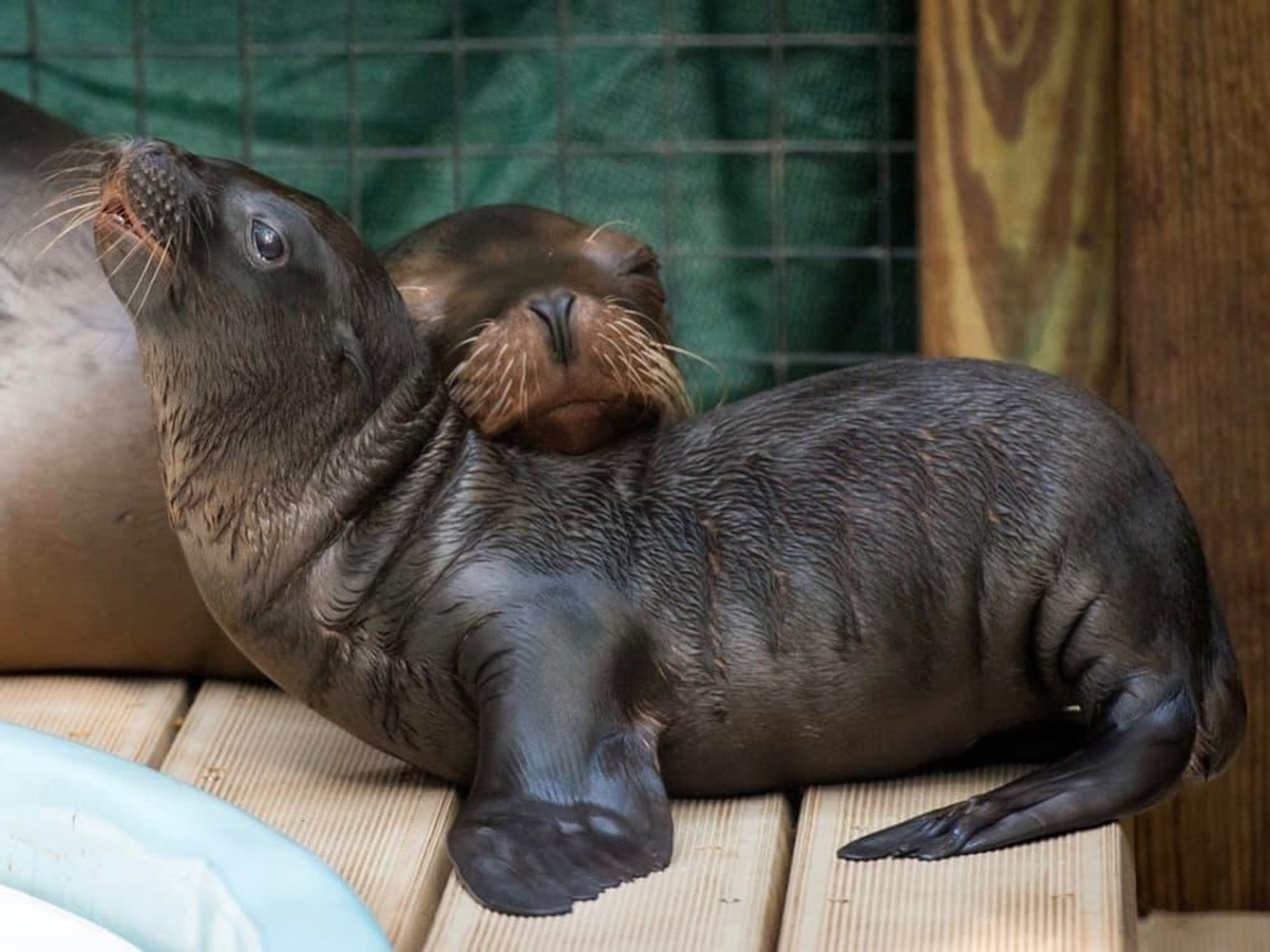 New baby sea lion and mom at Houston Zoo