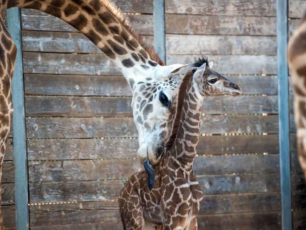 New giraffe at Houston Zoo public debut