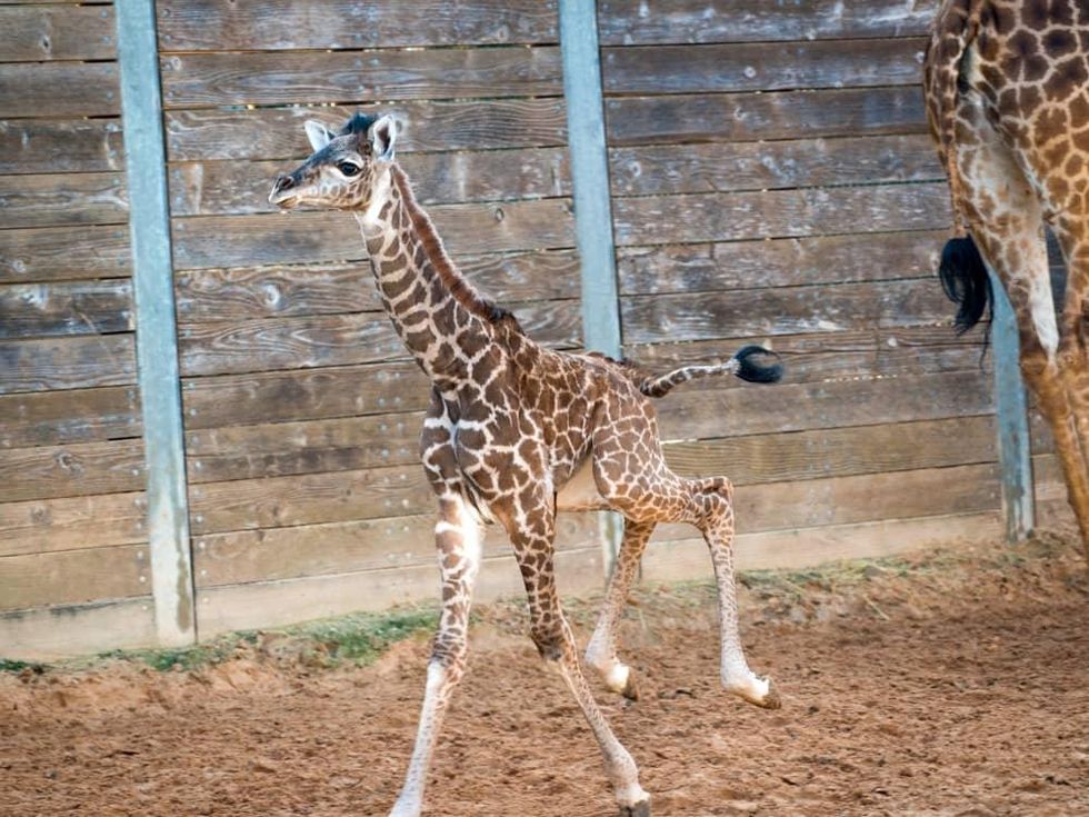 Meet Houston Zoo's newest resident: She's tall, shy, and simply ...