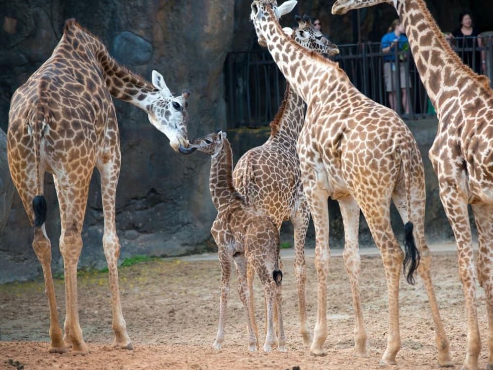 New giraffe at Houston Zoo public debut