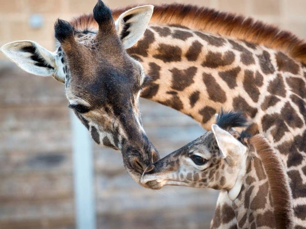 New giraffe at Houston Zoo public debut