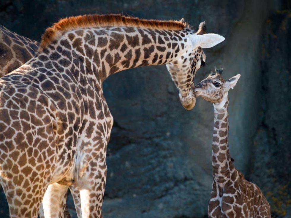 New giraffe at Houston Zoo public debut