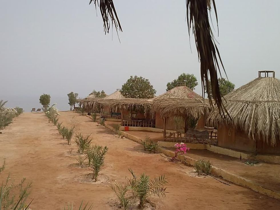 Newly planted palm trees at Bedouin Star Sinai Egypt