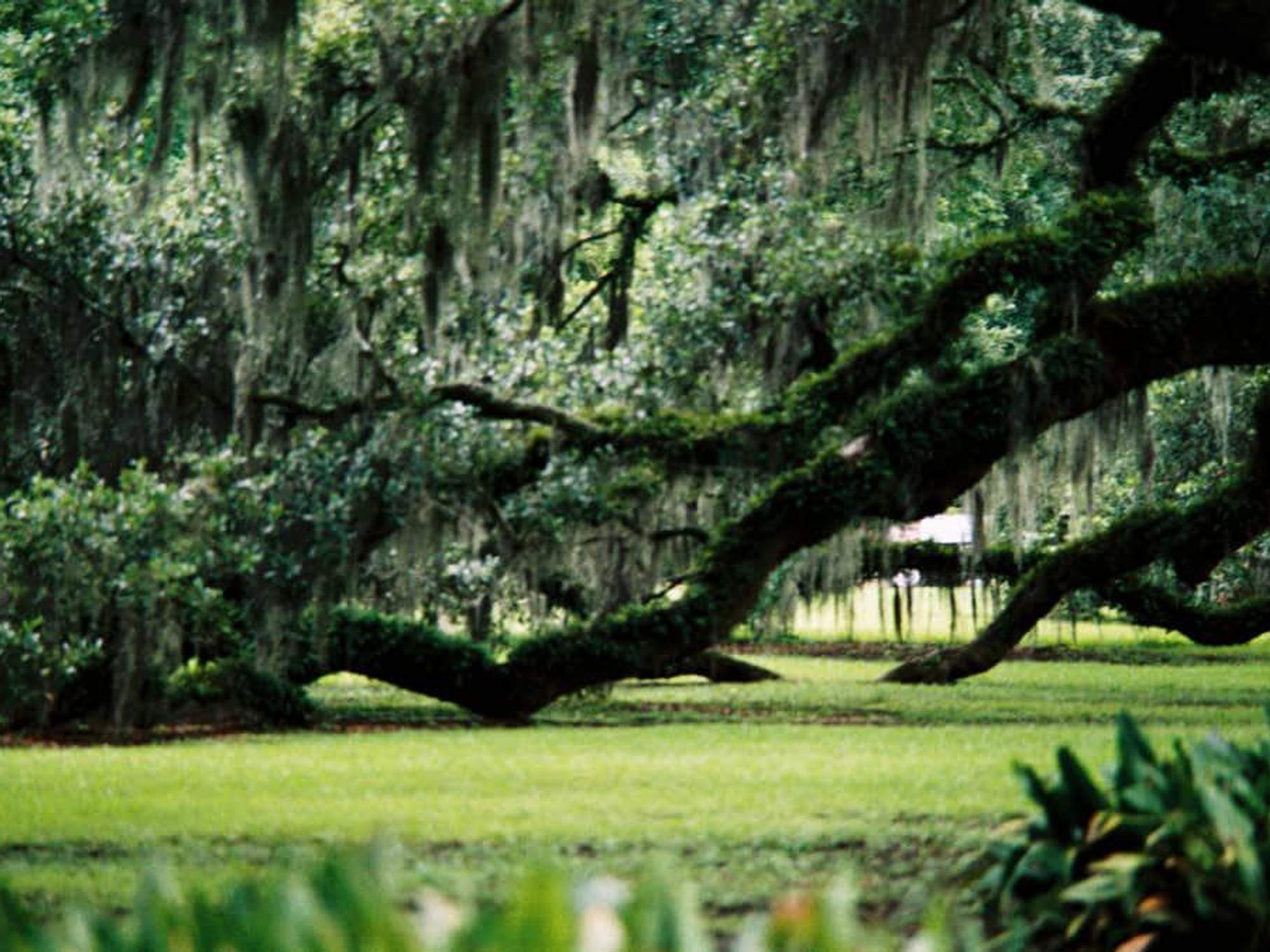 News_24_Katie_Louisiana_Keystone Oaks_Like no other green