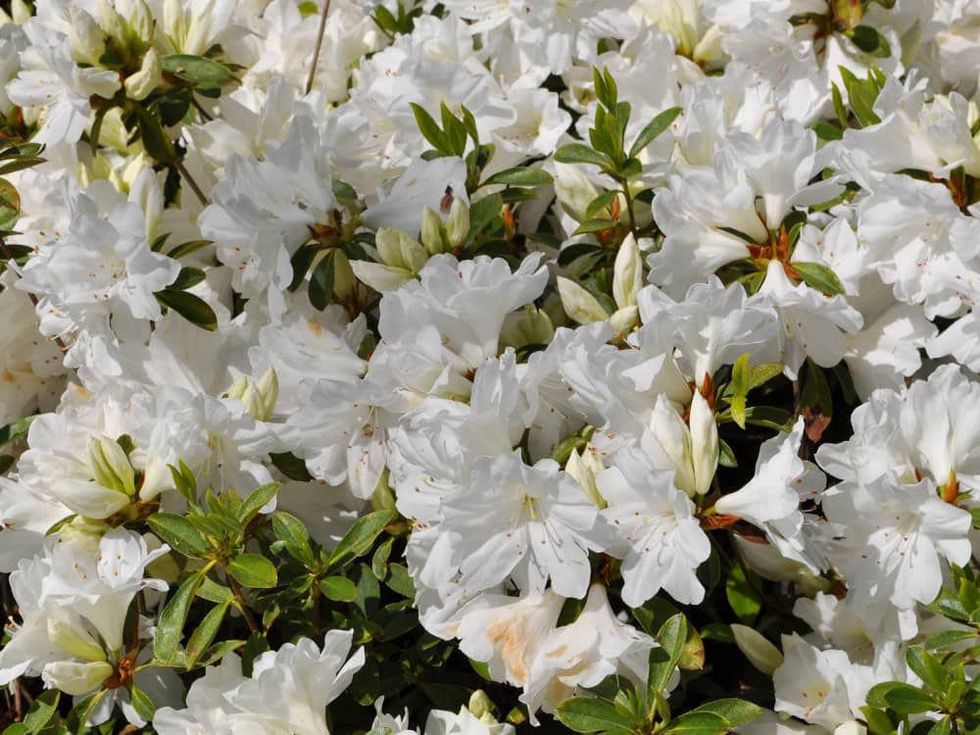 News_azalea update_Bayou Bend_azaleas_white_closeup