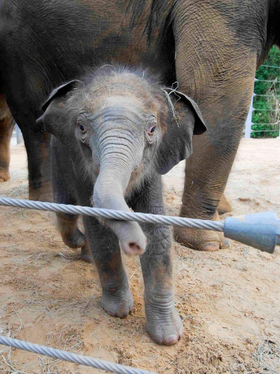 News_Baylor_baby elephant