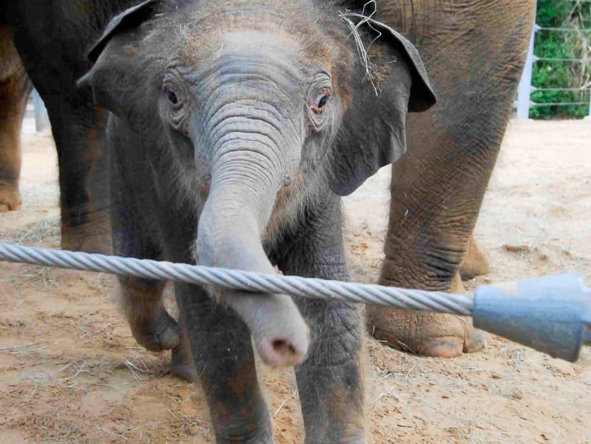 News_Baylor_baby elephant