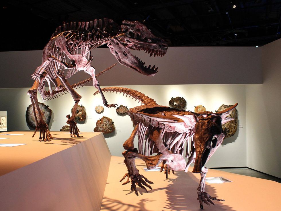 News_Houston Museum of Natural Science_Paleontology Hall_May 2012