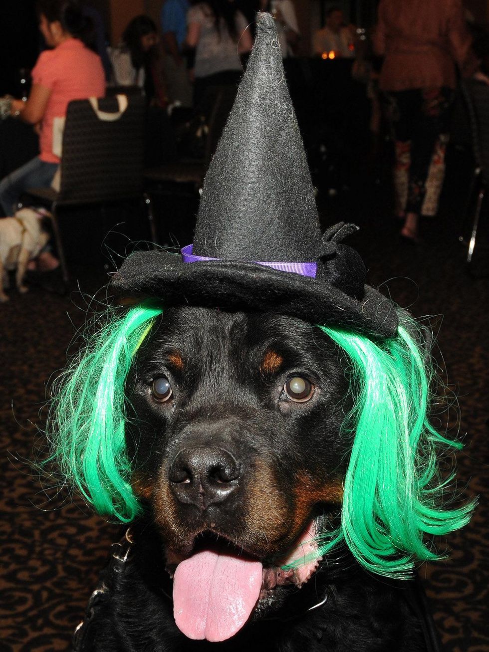 News_Howl-O-Ween_dog_witch hat