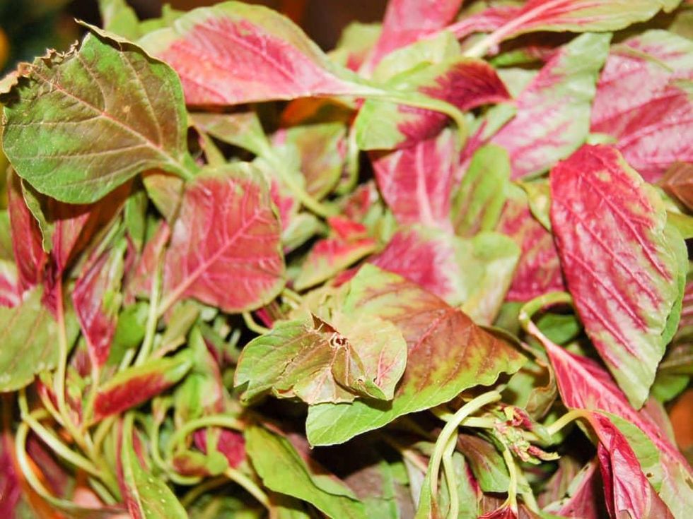 News_Joel Luks_vegging out_99 Ranch Market_Red Spinach Saute