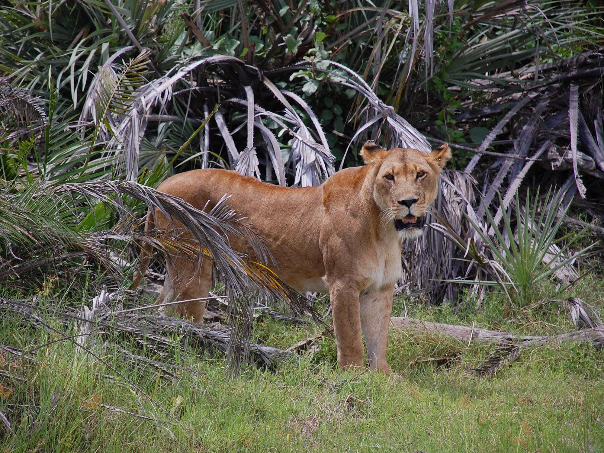News_Lauren Levicki_Africa_we found her! the last animal we saw in Botswana