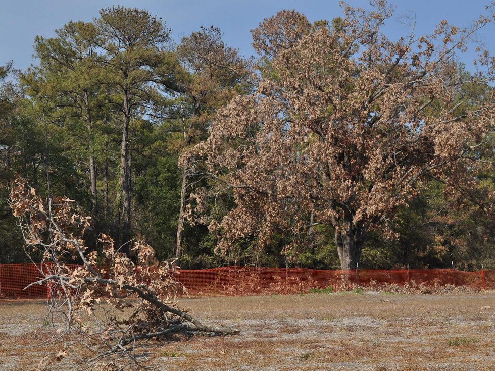 News_Memorial Park_dead trees_field
