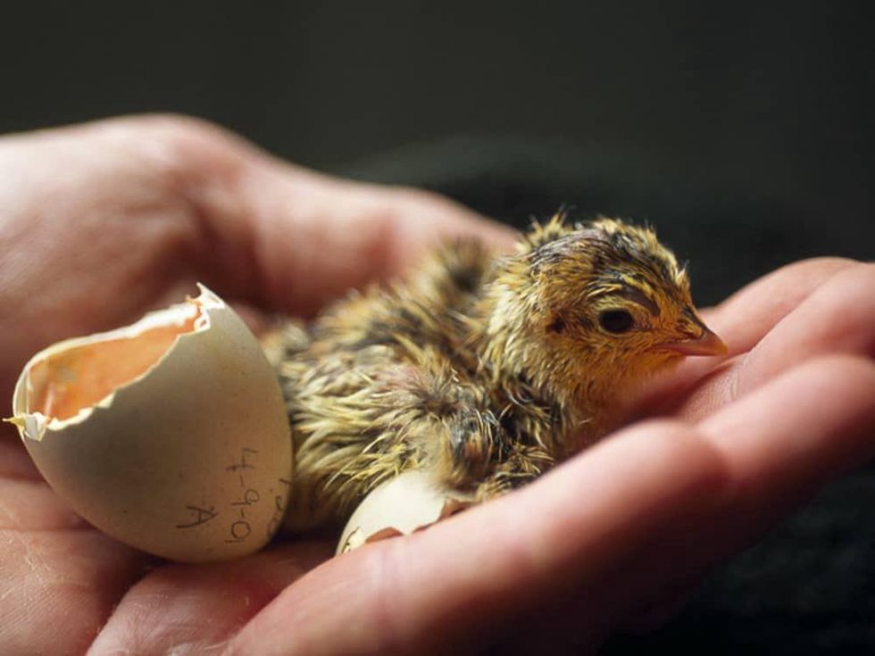 News_National Geographic_Attwater Prairie Chick Hatching