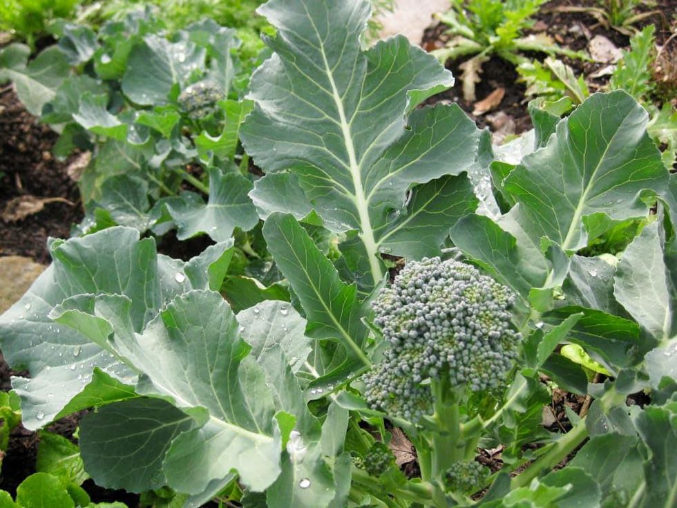 News_Peter Barnes_community gardening_broccoli