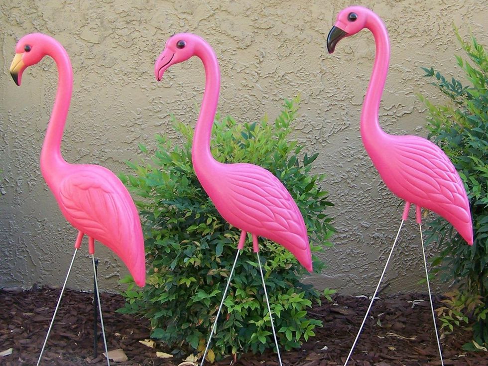 News_pink flamingos