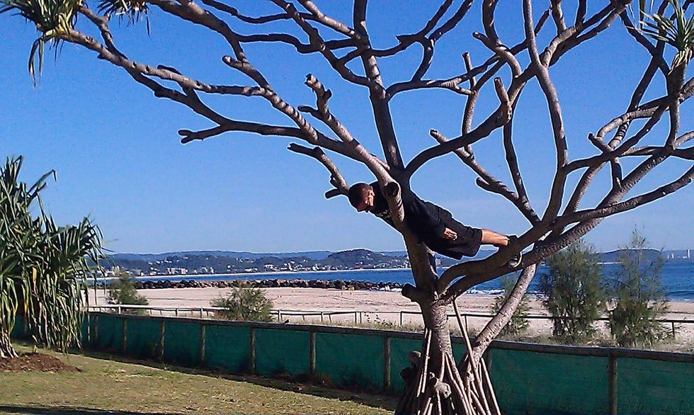 News_planking_tree plank