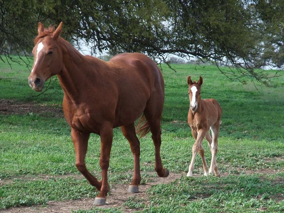 News_Ruthie_Brenham and Bluebonnets_Horses