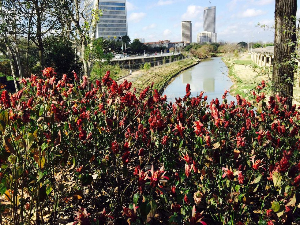 News, Shelby, Buffalo Bayou Park tree planting, Feb. 2015
