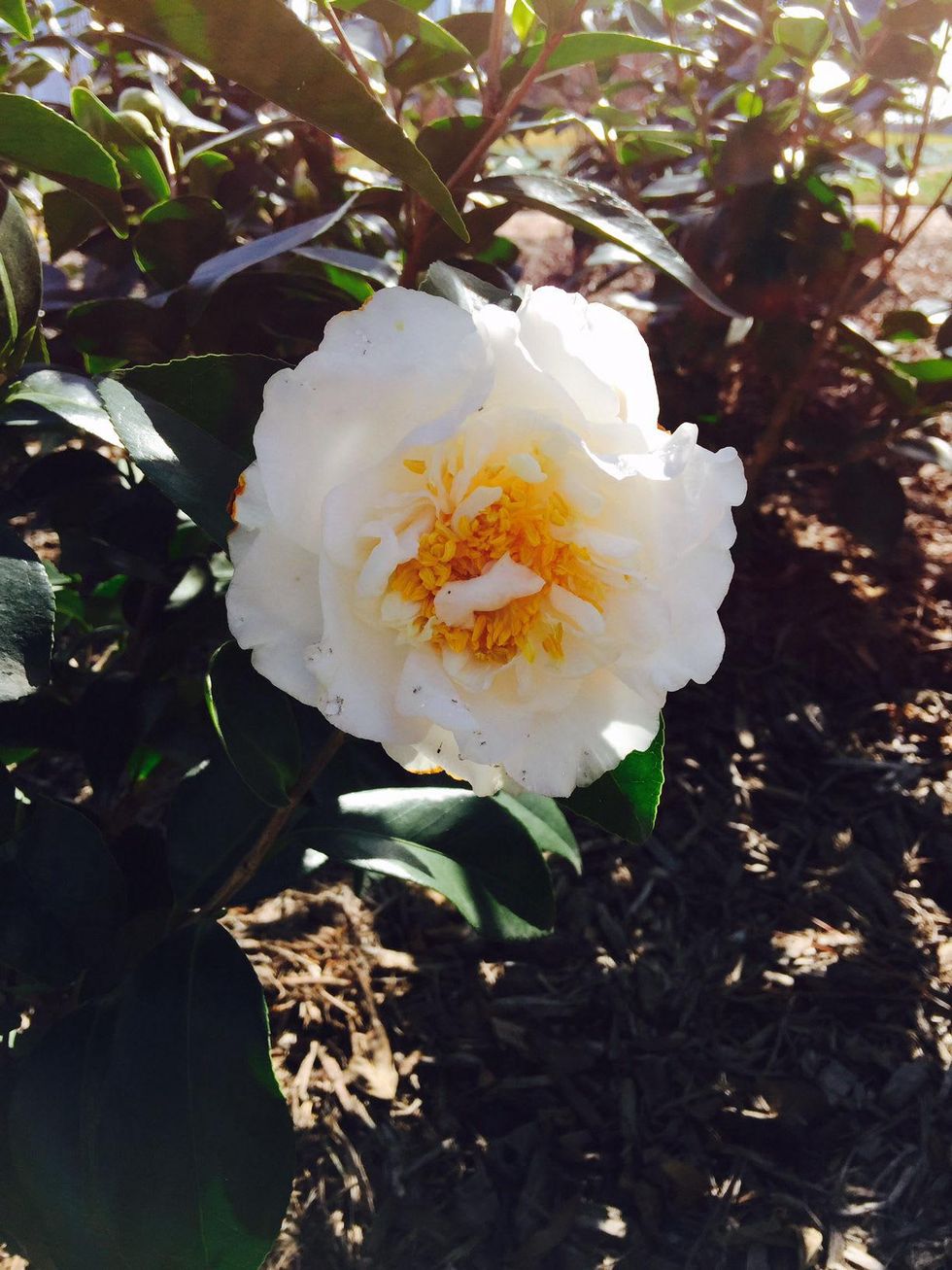 News, Shelby, Buffalo Bayou Park tree planting, Feb. 2015