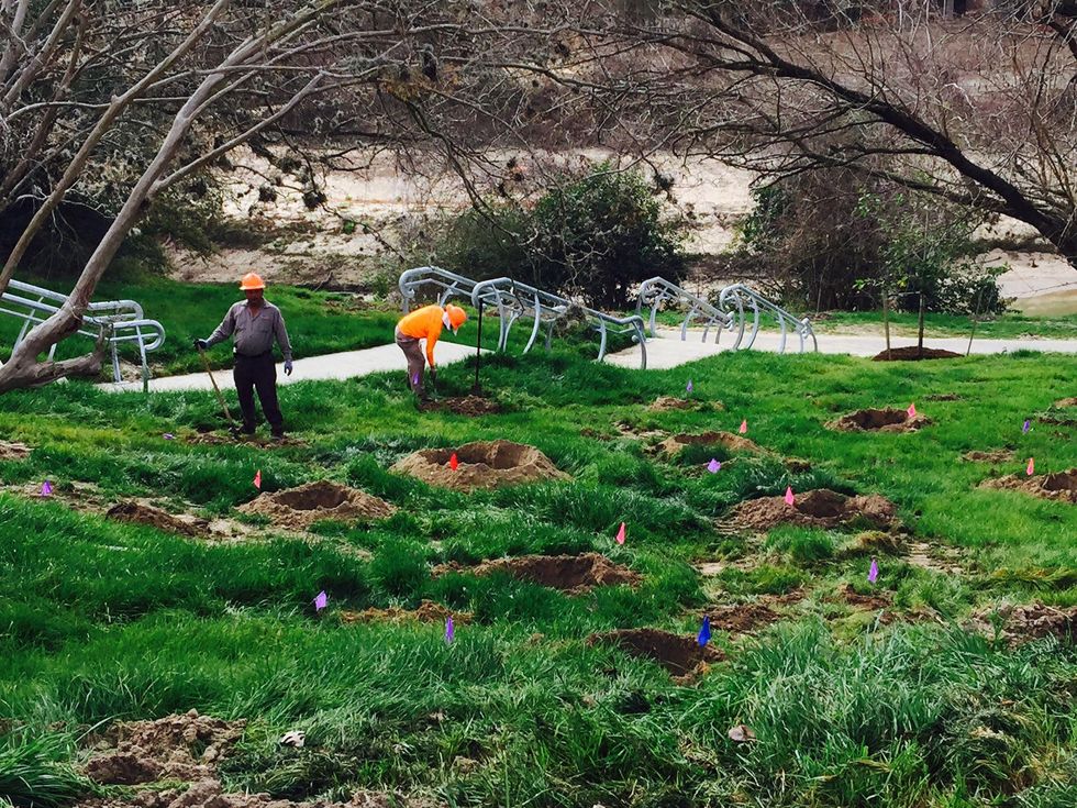 News, Shelby, Buffalo Bayou Park tree planting, Feb. 2015