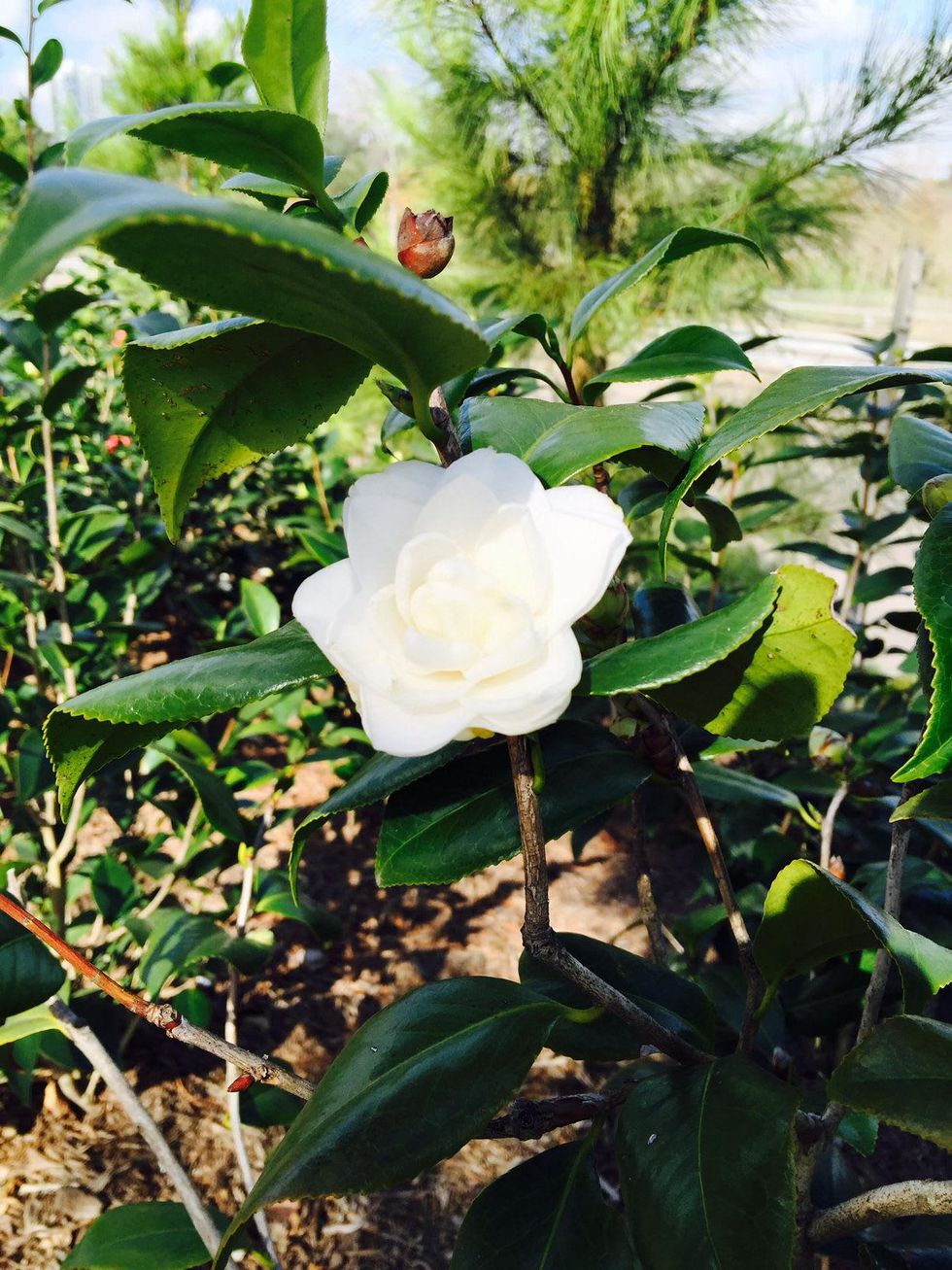 News, Shelby, Buffalo Bayou Park tree planting, Feb. 2015