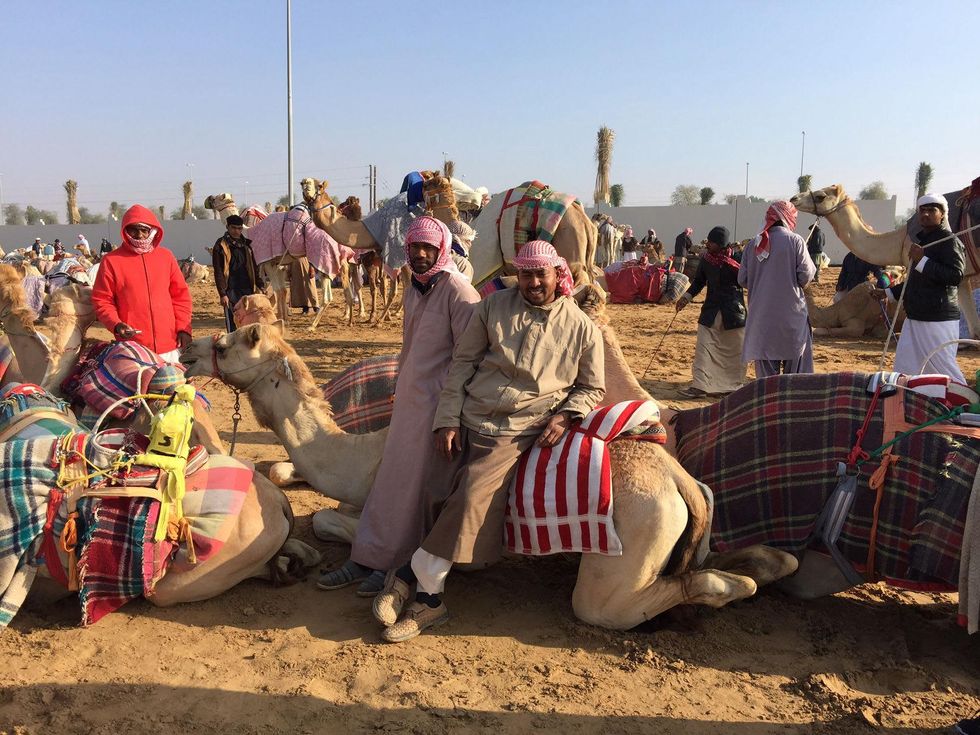 News, Shelby, Dubai camel races, February 2015