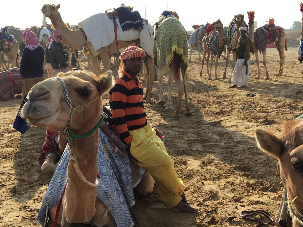 News, Shelby, Dubai camel races, January 2015