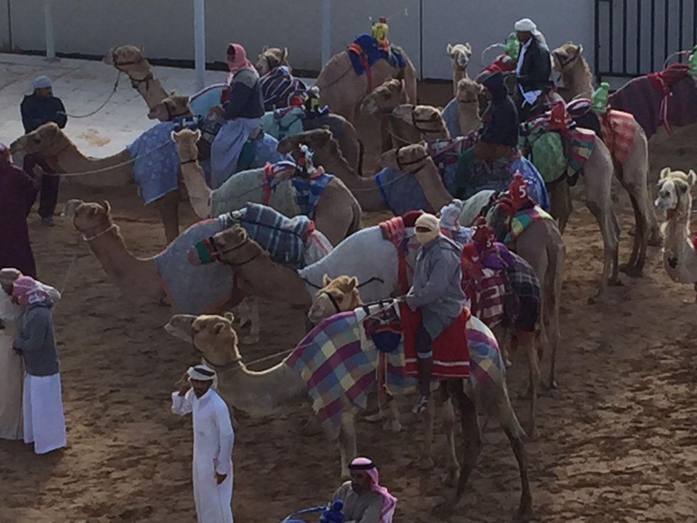News, Shelby, Dubai camel races, January 2015