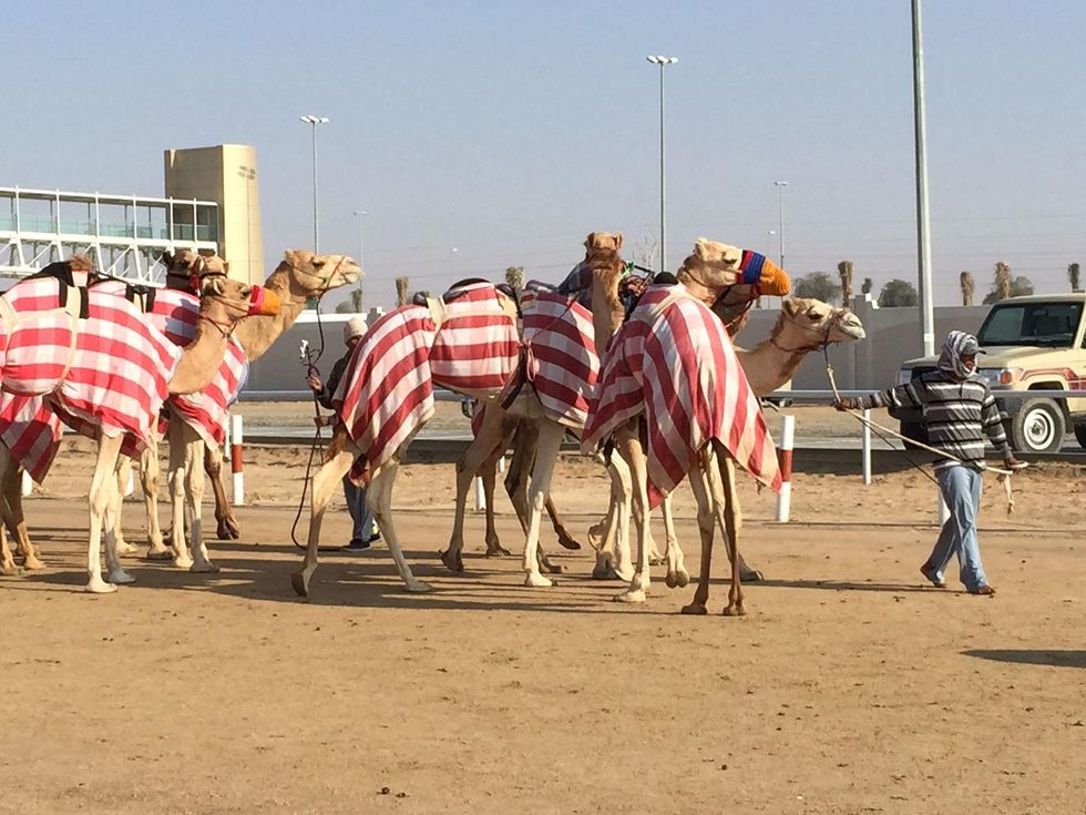 News, Shelby, Dubai camel races, January 2015