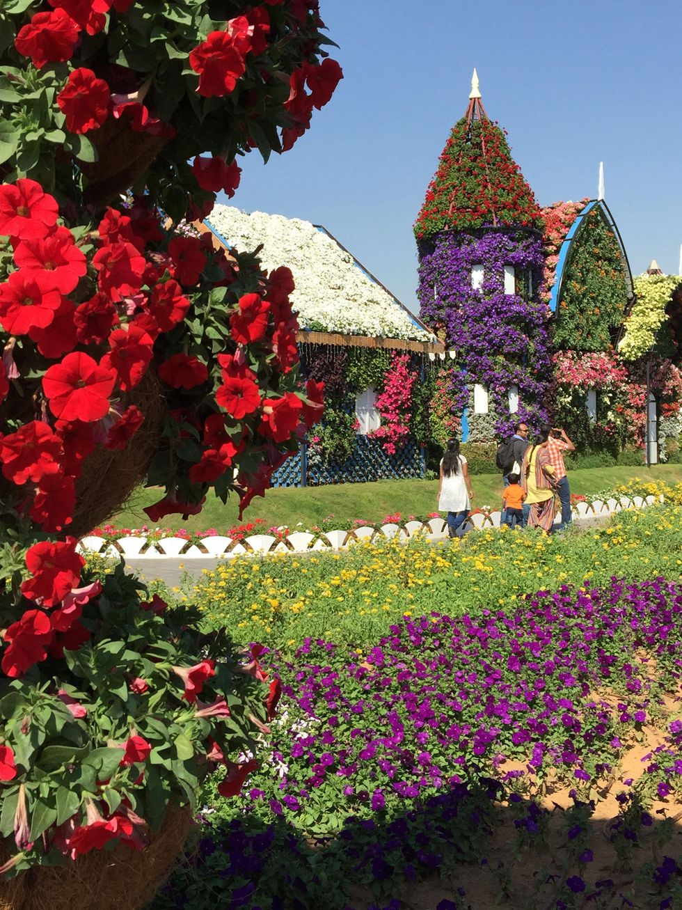 News, Shelby, Dubai Miracle Garden, January 2015
