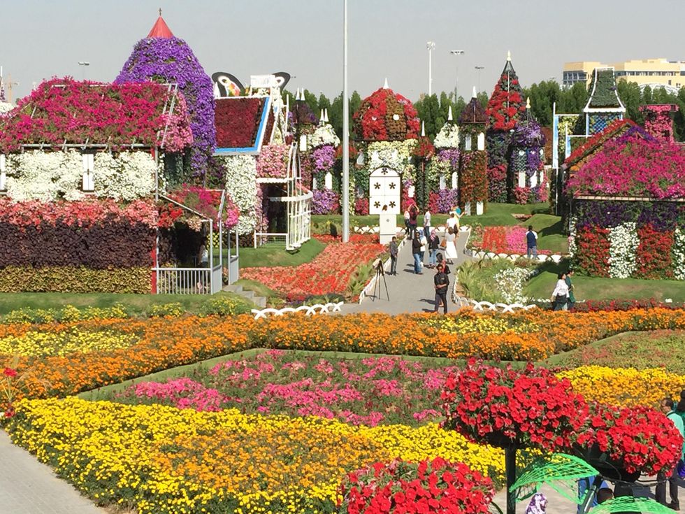 News, Shelby, Dubai Miracle Garden, January 2015