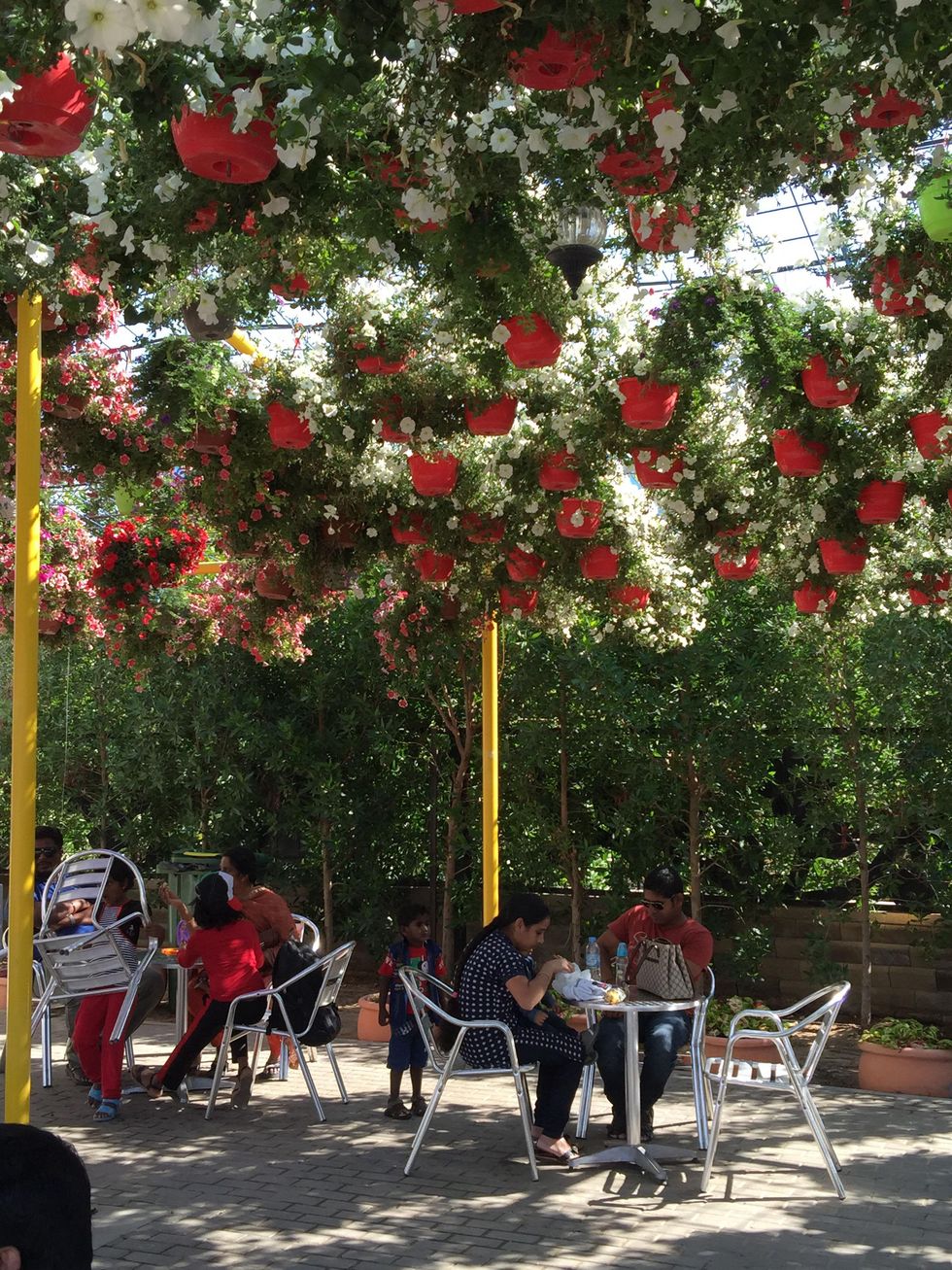 News, Shelby, Dubai Miracle Garden, January 2015